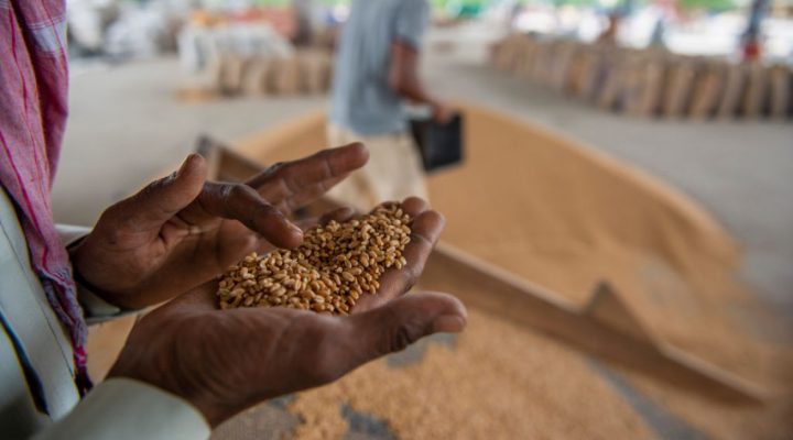 wheat in palm