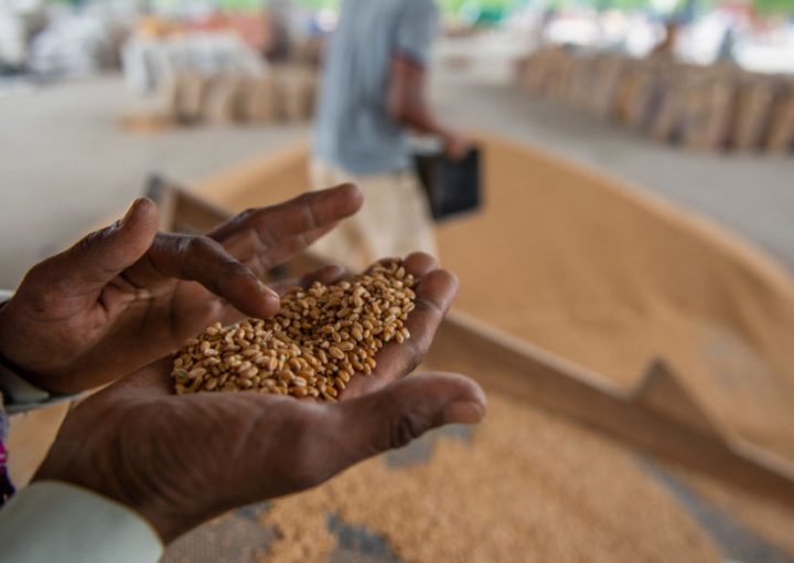 wheat in palm