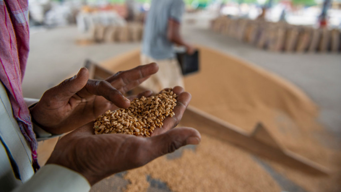 wheat in palm